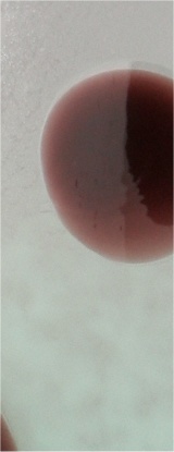 Exposition Conches Schneider Vase Pierrot_3